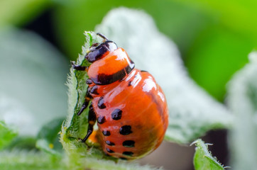 Red larva of the Colorado potato beetle eats potato leaves