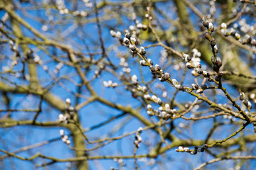 Early signs of spring with buds growing to then form catkins on the salix tree (pussy willow)