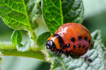 Red larva of the Colorado potato beetle eats potato leaves
