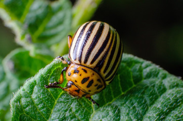 Colorado potato beetle eats green potato leaves