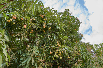 Ripe mangoes on tree. Bunch of fresh mangoes hanging from tree.