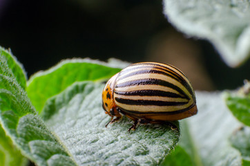 Colorado potato beetle eats green potato leaves