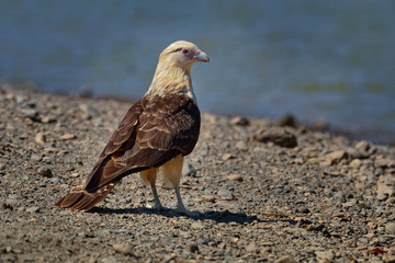 Yellow-headed Caracara - Milvago chimachima is a bird of prey in the family Falconidae