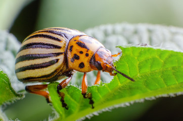 Colorado potato beetle eats green potato leaves