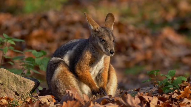 Yellow-footed rock-wallaby 