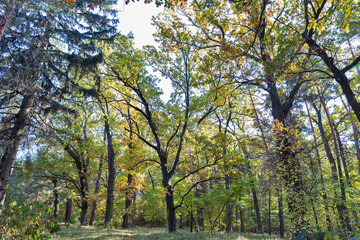 oak forest in summer