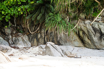 Stones covered with lianas on the white sand beach of turtles at Pulau-Perchtian, Malaysia.