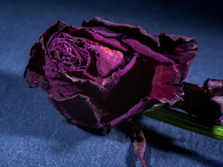 Dry red rose on stone