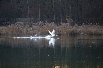 A swan is swimming on the shore of a lake