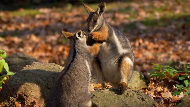 Yellow-footed rock-wallaby (Petrogale xanthopus) fighting