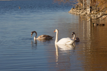 A swan is swimming on the shore of a lake
