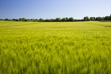Fototapeta premium view of spring meadows