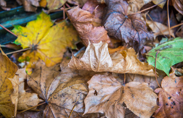 Autum leaves laying on a forest floor.