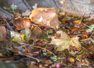 Autumn fall leaves resting in a stone bird bath