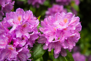 Fototapeta na wymiar pink Rhododendron flowers in a garden