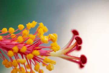 HIBISCUS