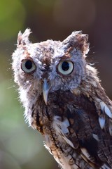 Screech owl small gray bird close up large eyes and beak