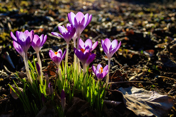 Close-up of illuminated blooming Crocus flowers on a meadow in early spring. View of purple crocuses in the light of the spring sun.