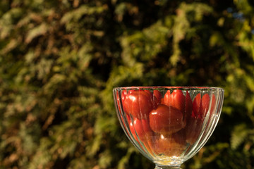 Red tomatoes in warm sunlight summer background green trees. 