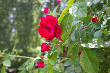 Fototapeta premium Rose red