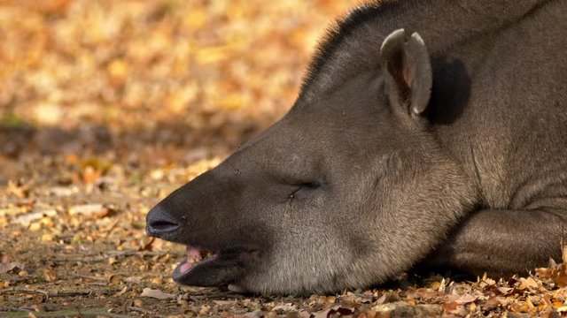South american tapir (Tapirus terrestris) relaxing