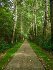 Amazing green tree path inside the woods outside. Nature path with green grass and green trees. 