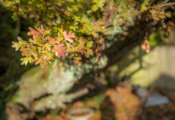 Small autumn branch on a sycamore tree