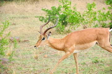 Impala