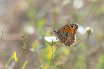 Satyridae / Seyit / / Arethusana arethusa