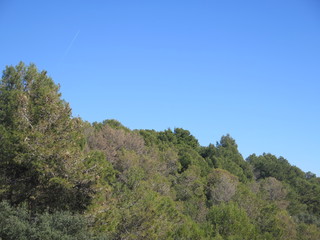 cielo árboles verde naturaleza