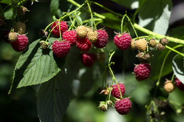 Ripe red raspberry grows in the garden, useful fruit, berry Bush, background