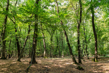 Fototapeta na wymiar Image of the Hoia Baciu forest, one of the most haunted forest in the world in Cluj-Napoca, Transylvania, Romania