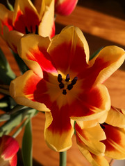 Yellow and red open tulip flower, macro