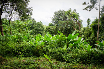 Fototapeta premium jungle tropical plant with bush of banana tree and green leaves in the rain forest