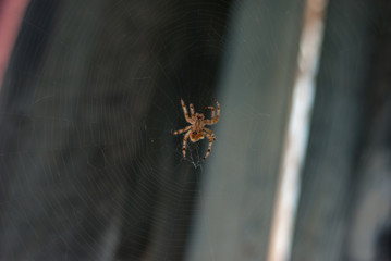 Spider in web (Araneus gemma)