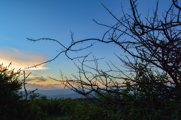 Silhouette branch Acacia thorn tree bush with Sunrise Cloud blue sky background