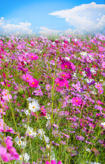 pink and white cosmos field beautiful spring flowers garden blossom on bright day
