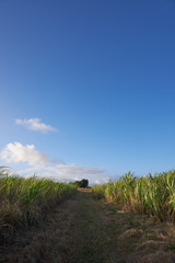 A Group of Sugar Canes 10