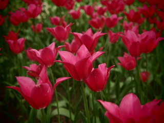 赤いチューリップ