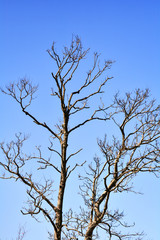 Dead tree dry with branch on blue sky