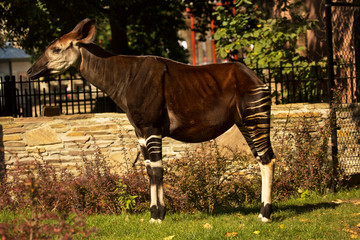 Forest giraffe, congolese giraffe,zebra giraffe, okapi (Okapia johnstoni). © Elena