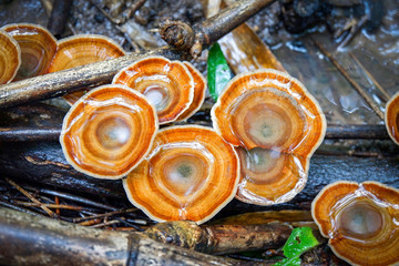 lingzhi mushroom herbal medicine growing on nature forest in the local asia