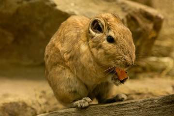  Common gundi (Ctenodactylus gundi).