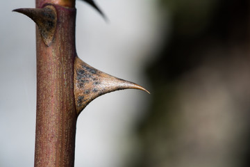 Twig with thorns