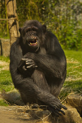 Chimpanzee, robust chimpanzee (Pan troglodytes).