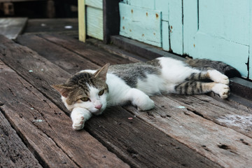 Stray cat laying down on wooden planks