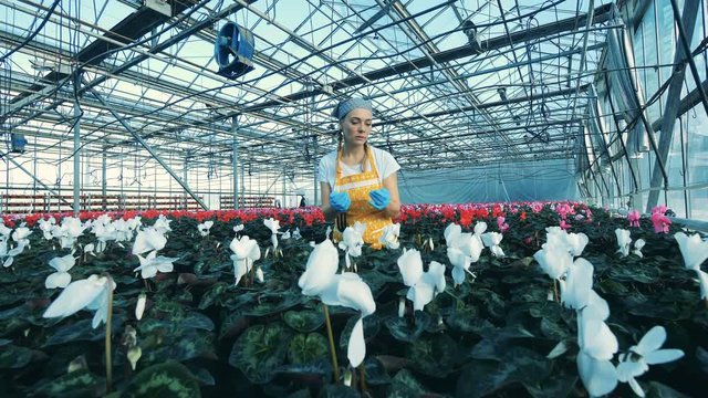Woman checks cyclamen flowers in pots, working in a greenhouse.