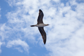 Red Footed Booby in Flight