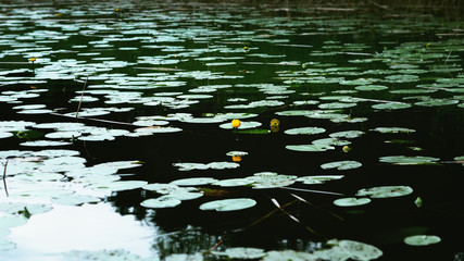Yellow Water-lily Flower And Leaves On The Water Surface