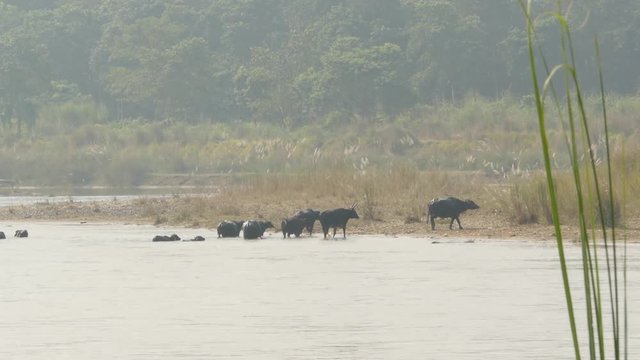 Wild bulls on shore of national park river. View of black wild buffalos on coast of river in Chitwan national park in sunlight haze, Nepal